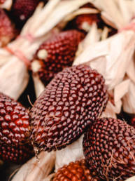 corn heirloom tradition ayurvead holistic nutrition natural