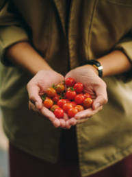 tomatoes garden nature ayurveda health