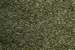 fennel seeds ayurveda vata skincare diet healing holistic natural skincare